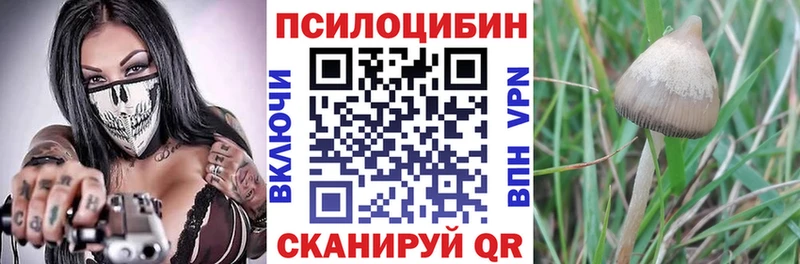 Галлюциногенные грибы Psilocybine cubensis  Ангарск 